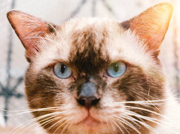Porträt Einer Siamesischen Katze Mit Braunem Fell Und Blauem Auge — Stockfoto