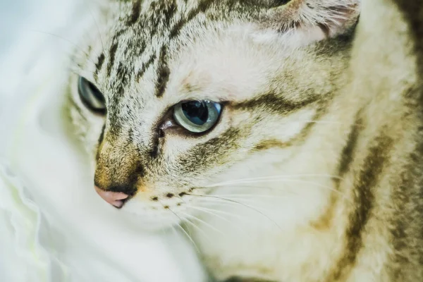 Retrato Cavala Marrom Jovem Gato Tabby Adorável Amigo Estimação — Fotografia de Stock