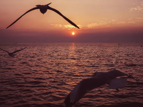 Животный Мир Птиц Летящий Над Горизонтом Живописные Спокойные Морской Воды — стоковое фото