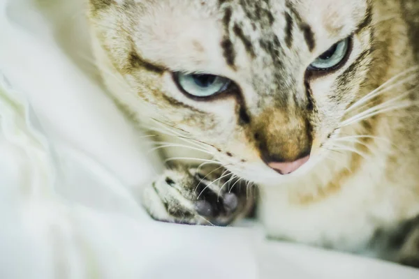 Porträt Der Braunen Makrele Junge Gestromte Katze Liebenswerte Tierfreundin — Stockfoto