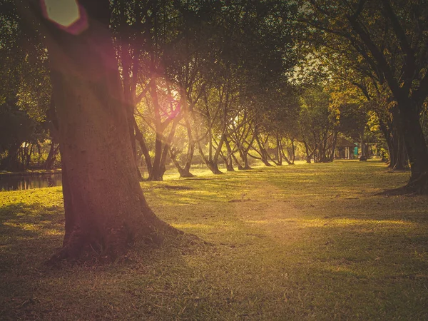 Schöne Sommer Sonnigen Waldbäumen Und Grünem Gras Natur Morgenlicht Öffentlichen — Stockfoto