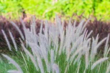 Vahşi Buğday Çimi tarlası Beyaz çiçek doğa arka planında