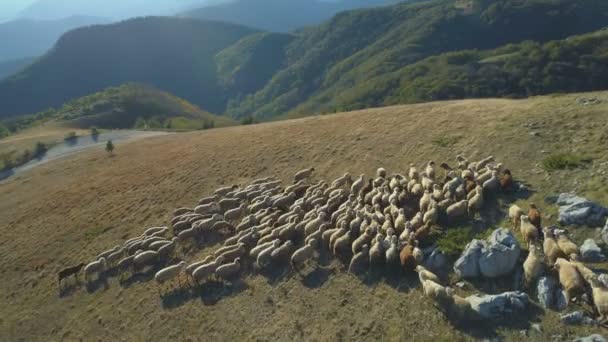 Vue aérienne du troupeau de moutons domestiques à l'automne dans les montagnes de Bulgarie — Video