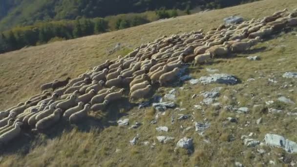 Vista aérea del rebaño de ovejas que corre en los pastizales durante el otoño — Vídeos de Stock