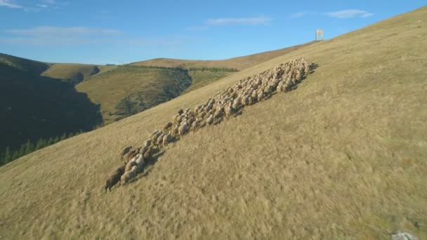 Aerial Drone View Of Sheep Herd Feeding On Grass in the mountains — Stock Video
