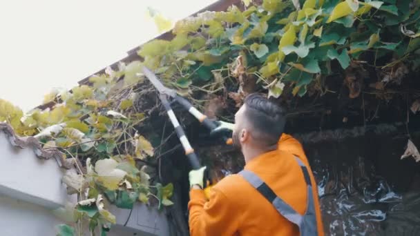 Фермер в яскраво-помаранчевому робочому одязі, що ріже мертве виноградне листя з ножицями — стокове відео