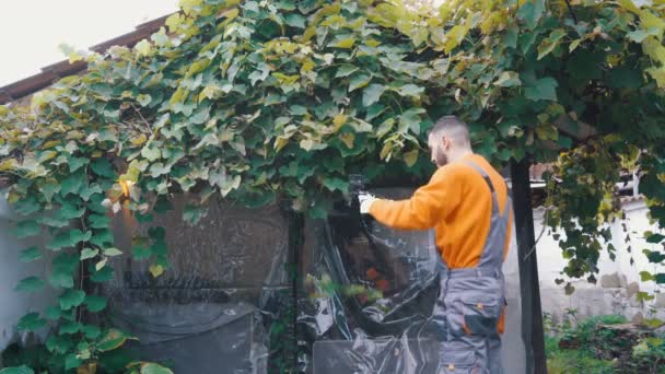 Νεαρός κόβει φύλλα σταφυλιού στην αυλή του σπιτιού. Άρμπορ σταφυλιού — Αρχείο Βίντεο