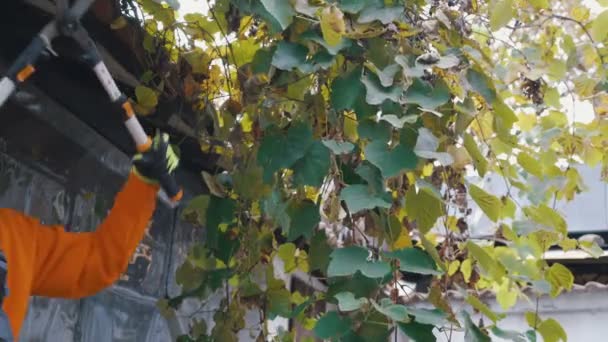 Close look di giovani agricoltori potatura foglie di uva da giardino — Video Stock