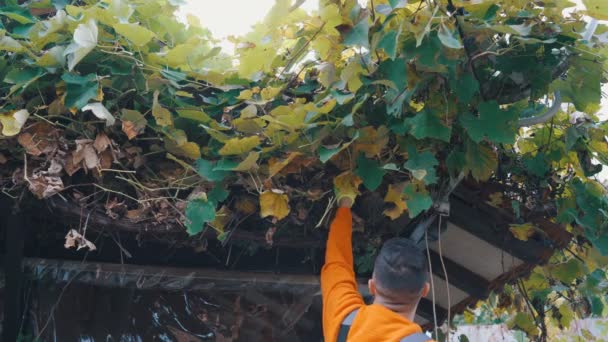 Молодий фермер, збираючи органічний виноград і показуючи його на камеру — стокове відео