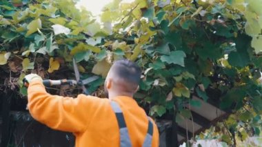 Adam bahçe üzümlerini makasla buduyor.