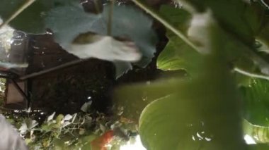 Düşen üzüm yapraklarının alçak açılı görüntüsü. Çit makası ile üzüm buduyor.