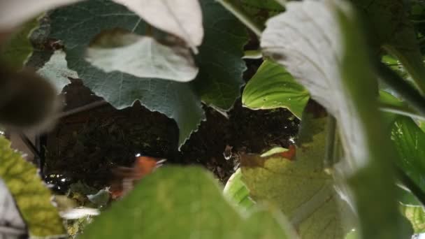 Feuilles de raisin tombant sur le sol. Homme coupant des feuilles de vigne avec cisailles de jardin POV — Video