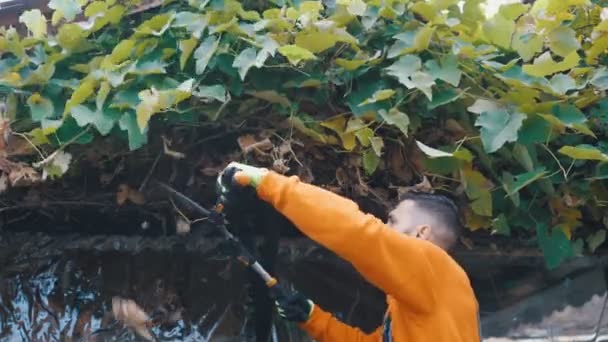 Agricultor de corte de hojas de vid en granja ecológica — Vídeo de stock