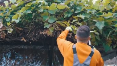 Genç çiftçinin üzüm yapraklarını budadığı yakın plan.