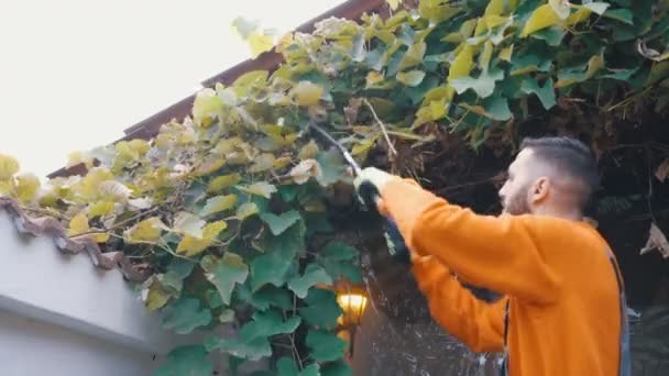 Genç erkek çiftçi üzüm yapraklarını kesmek için budama makası kullanıyor. Açık hava yaşam tarzı etkinliği. — Stok video