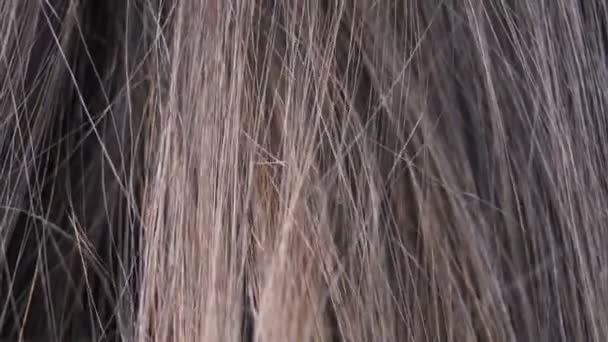 Макрос жіночого волосся. Деталі текстури волосся крупним планом — стокове відео