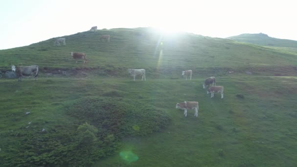 Luchtfoto van koeien grazend gras op bergweide bij zonsopgang — Stockvideo