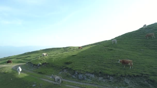 Vacas pastando hierba verde fresca en las montañas — Vídeos de Stock