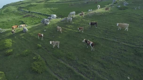 Drone vista de vacas de gama livre que pastam em um pasto de montanha — Vídeo de Stock