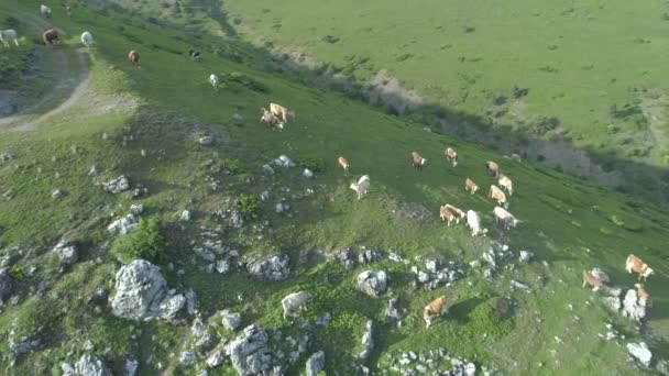 Európai tehenek legeltetése a hegyi réteken — Stock videók