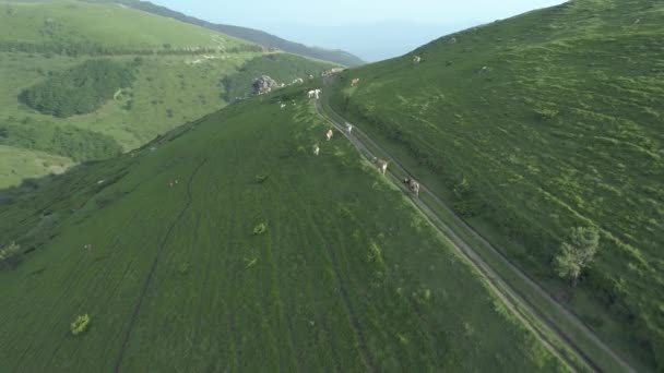 Vacas caminhando em colinas verdes, vista drone — Vídeo de Stock
