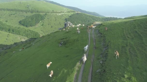 Szarvasmarha legeltetés hegyi lejtőn, légi drónra néző — Stock videók