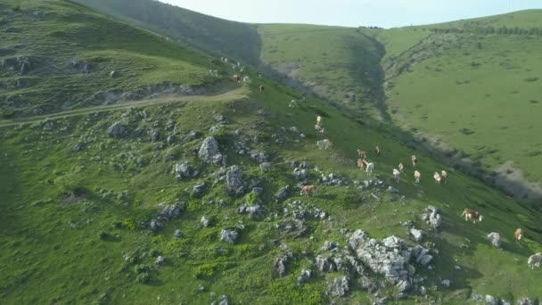 Tehenek legeltetés a hegyi mezőn nyáron — Stock videók