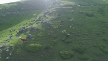 Yeşil tepeleri ve inek otlağı olan dağ manzarası