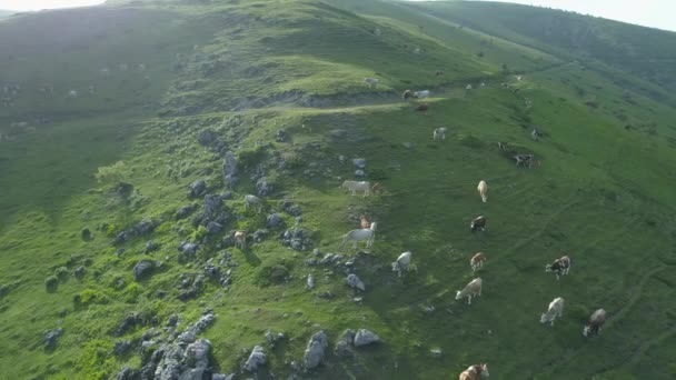 Vacas pastando en la cima de las colinas de montaña — Vídeo de stock