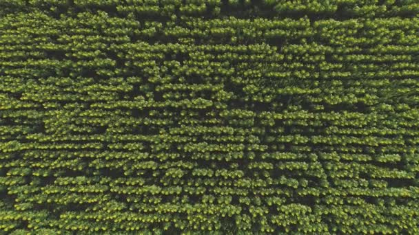 Vista de arriba hacia abajo del campo agrícola de girasoles florecientes — Vídeos de Stock