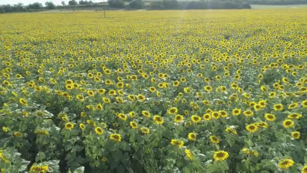 Drone vliegt boven eindeloze gele zonnebloemenveld in hete zomerdag — Stockvideo
