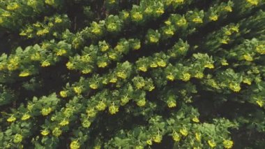 Ayçiçeği tarlasının en üst görüntüsü, ekili tarım ürünleri drone görüşü