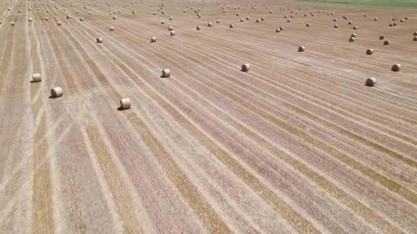 Luftaufnahme eines goldenen Weizenfeldes. Ländliche Landschaft im Sommer. — Stockvideo