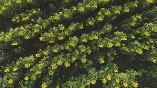 Escáner futurista sobre girasoles campo de agricultura — Vídeo de stock