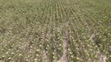 Küresel ısınma ve ısı sıcaklığının sıcaklıkla kurutulmuş ayçiçeği etkileri