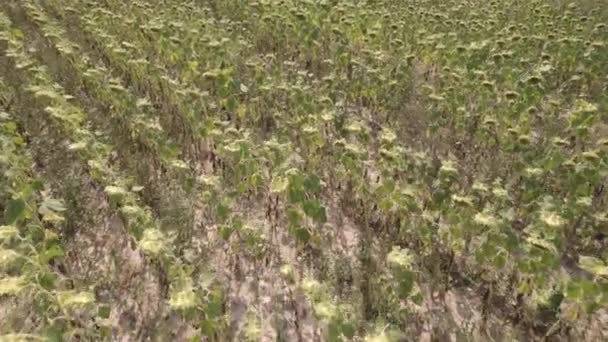 Efectos de girasol secados al calor del calentamiento global y las temperaturas de calor — Vídeos de Stock