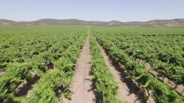 Arkasında dağlar olan güzel düzenlenmiş büyük bir meyve bahçesi üzerinde uçan drone. — Stok video