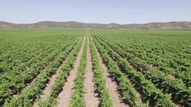 Grande vista aérea do pomar. Pomar de verão com montanhas ao fundo — Vídeo de Stock