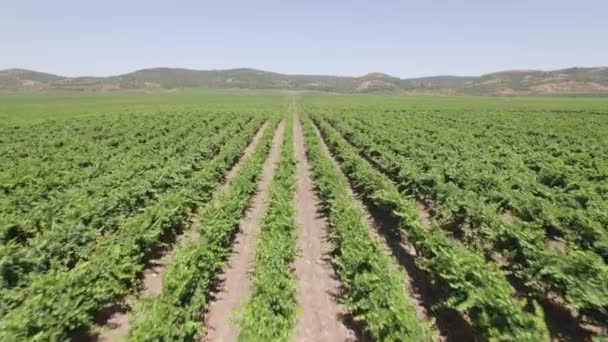 Drone voando baixo arranjado grande vinha, campo de vinho na onda de calor de verão — Vídeo de Stock