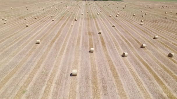 Tarlada yuvarlak kurutulmuş samanlıklar, yaz hava tarım arazisi — Stok video