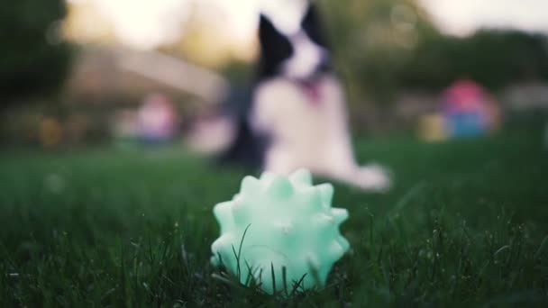 犬は裏庭でおもちゃで遊んでいます — ストック動画