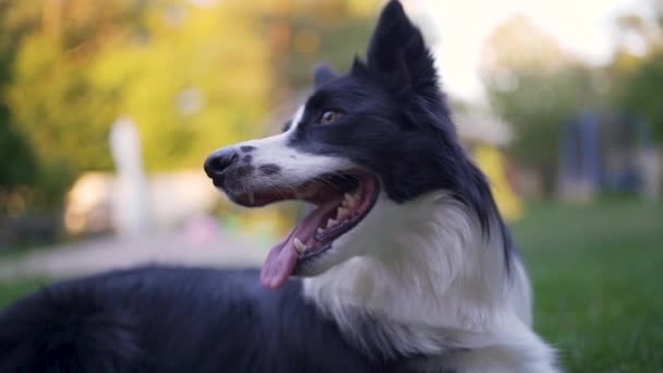 边境牧羊犬靠近后院 — 图库视频影像