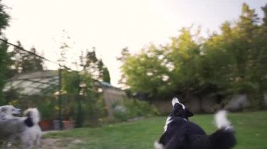Mutlu köpekler yeşil bahçede oynuyorlar.