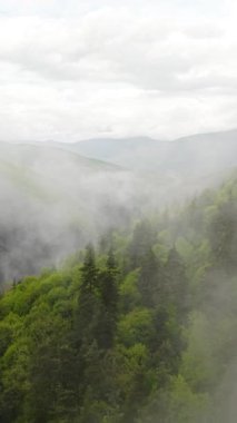 İlkbaharda sabah sisiyle kaplı sık bir ormanın insansız hava görüntüsü. Sisli ağaçlar ve taze yeşil yapraklar yukarıdan sakin ve manzaralı bir bahar manzarası yaratıyor..