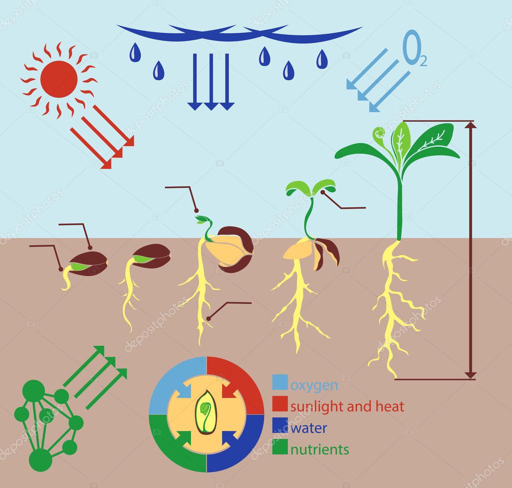infographics stages of plant growth growing plants from corn growth stages of corn