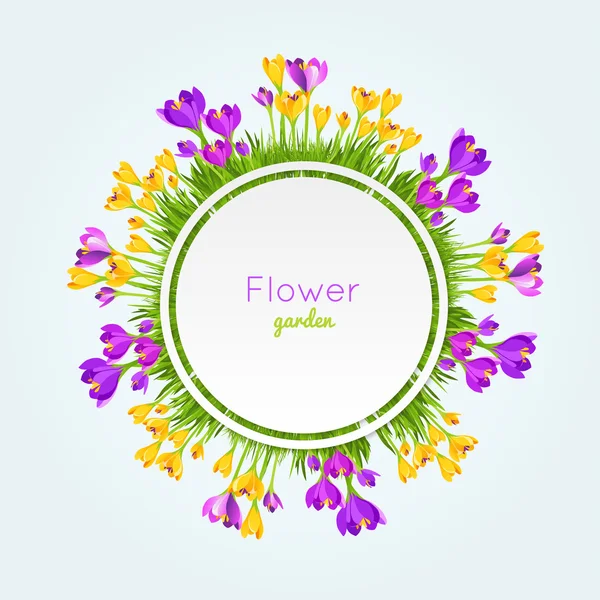 Vector Illustration fresh Crocus flowers. Spring Background. — Stock Vector