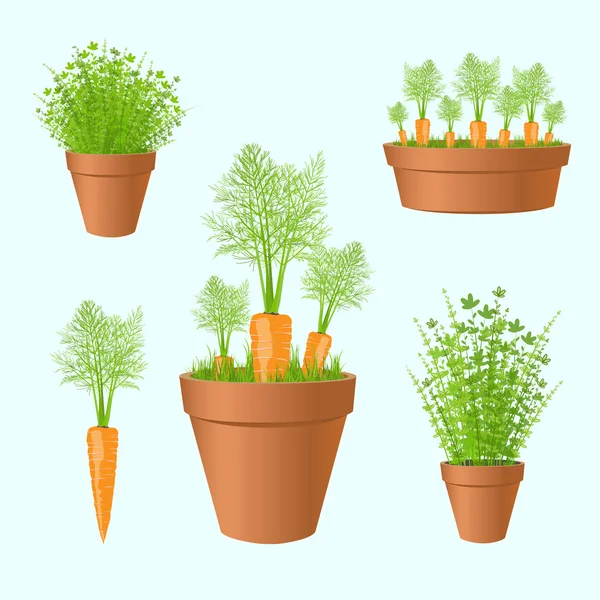 Conjunto de vasos de jardim com cenouras frescas e verdes. Cenoura e gr — Vetor de Stock