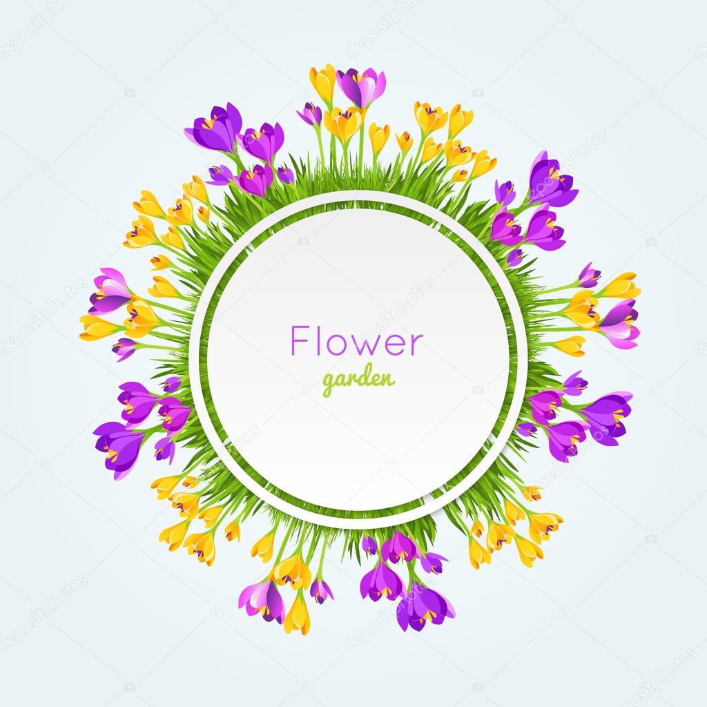 Vector Illustration fresh Crocus flowers. Spring Background. 