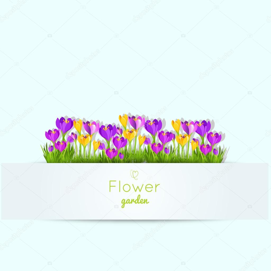 Spring illustration with crocus garden flowers. Vector illustrat