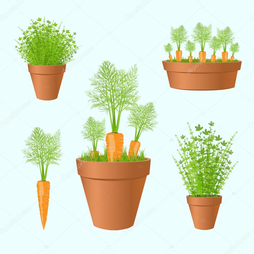 Set of garden pots with fresh carrots and greens.Carrot  and  gr